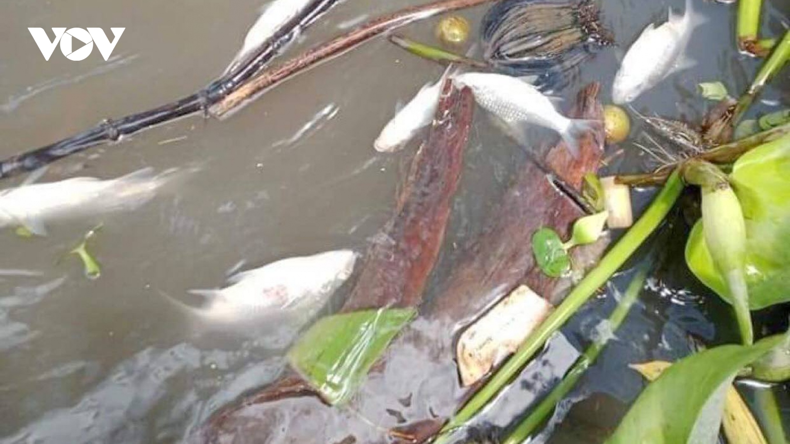Cần Thơ tìm nguyên nhân cá chết bất thường trên sông